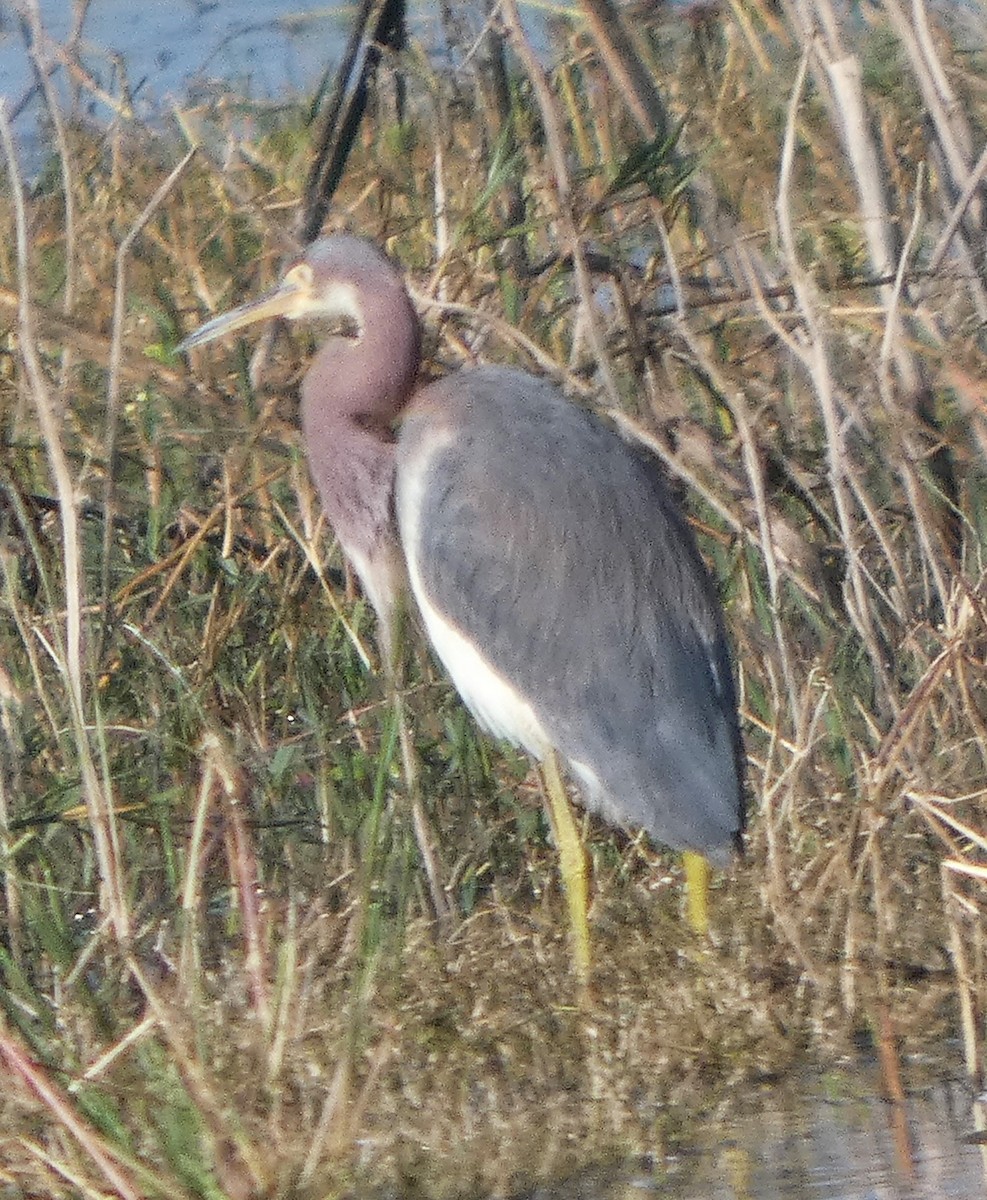 Трёхцветная цапля - ML646751417