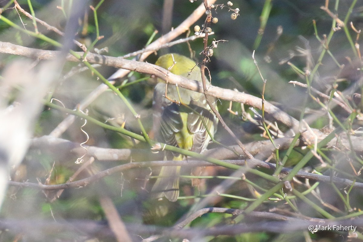 Piranga à tête rouge - ML646751420