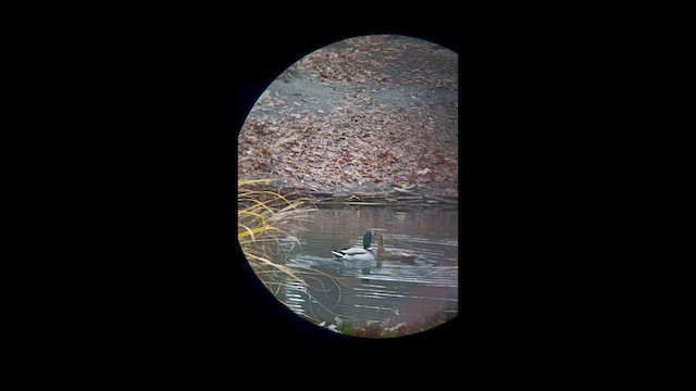 Mallard - ML646751421