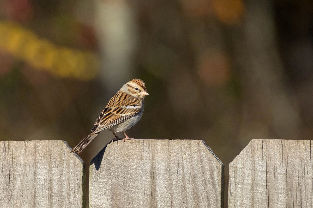 Chipping Sparrow - ML646751425