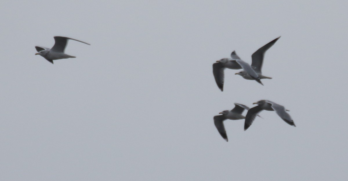 Мартин американський - ML646751431