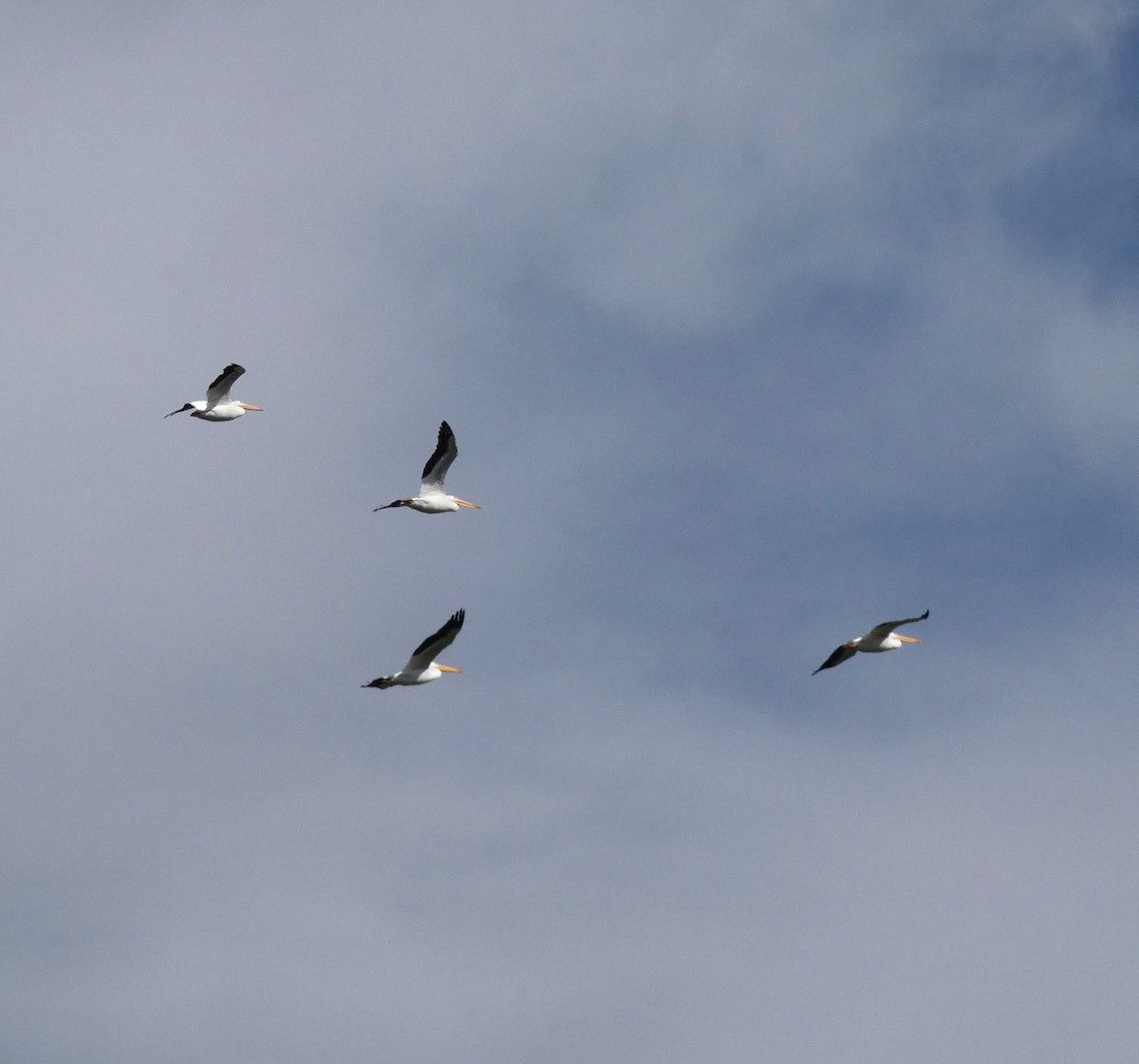 Пеликан-носорог - ML646751433