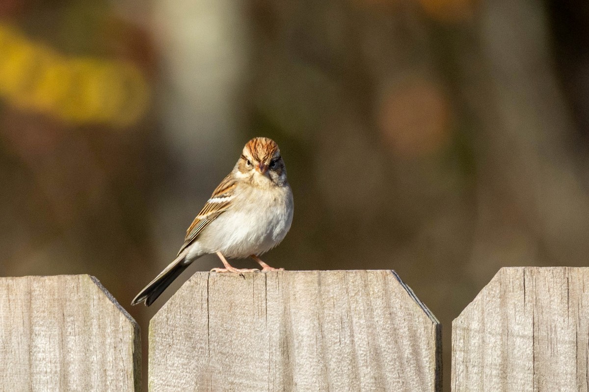Chipping Sparrow - ML646751436