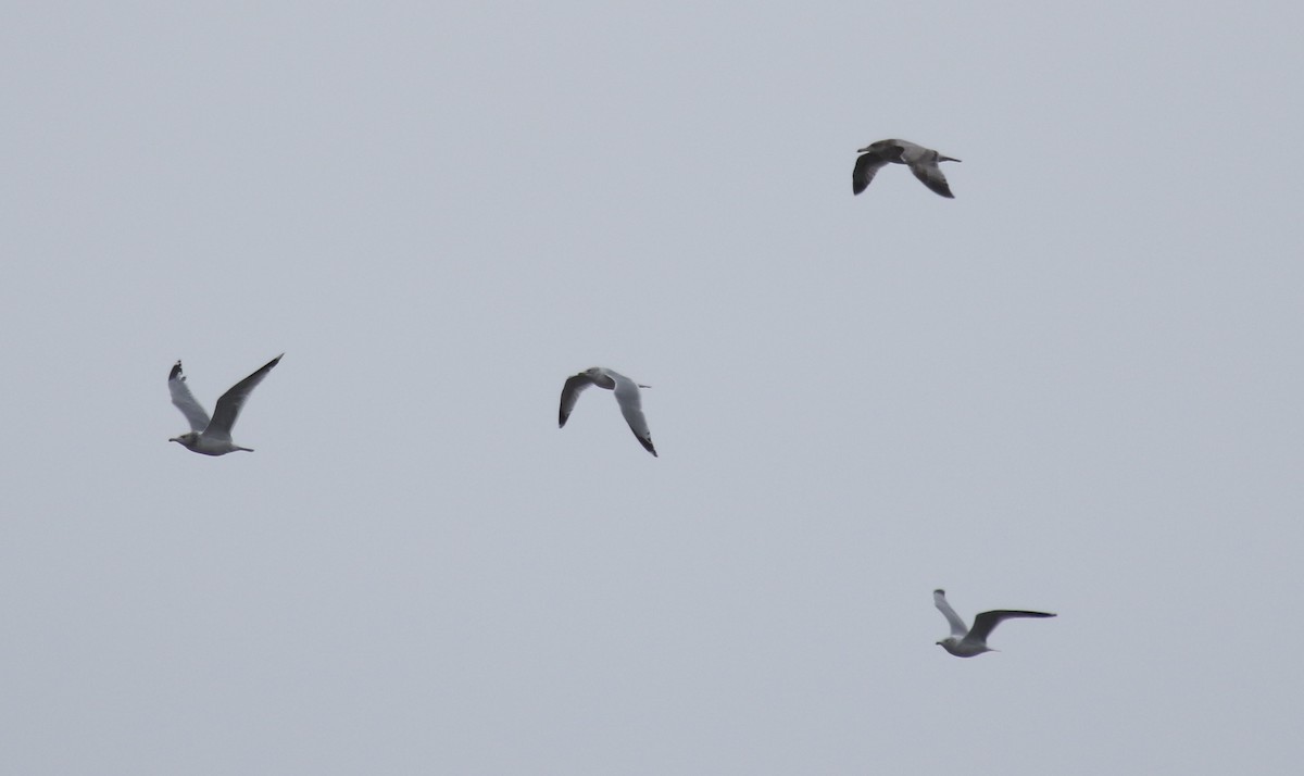 カリフォルニアカモメ - ML646751437