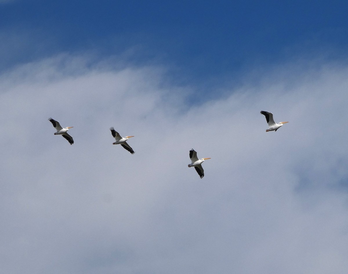 Пеликан-носорог - ML646751441