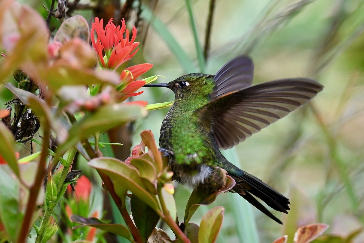 Viridian Metaltail - ML646751445