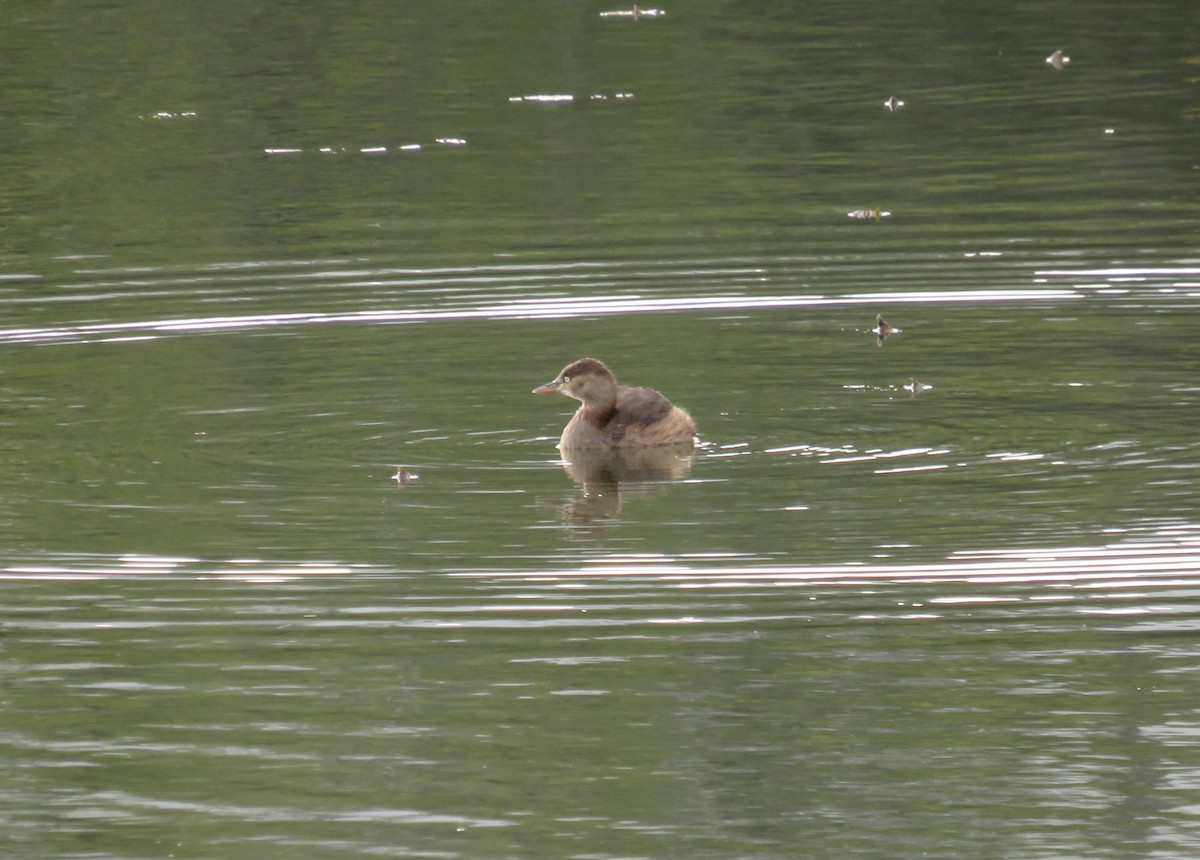 小鸊鷉 - ML646751446