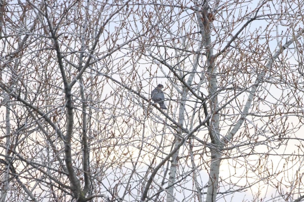 Морин харцага - ML646751447