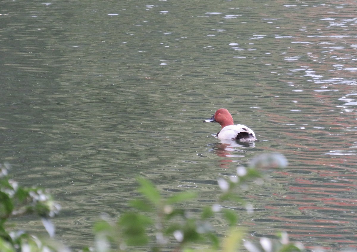 紅頭潛鴨 - ML646751448