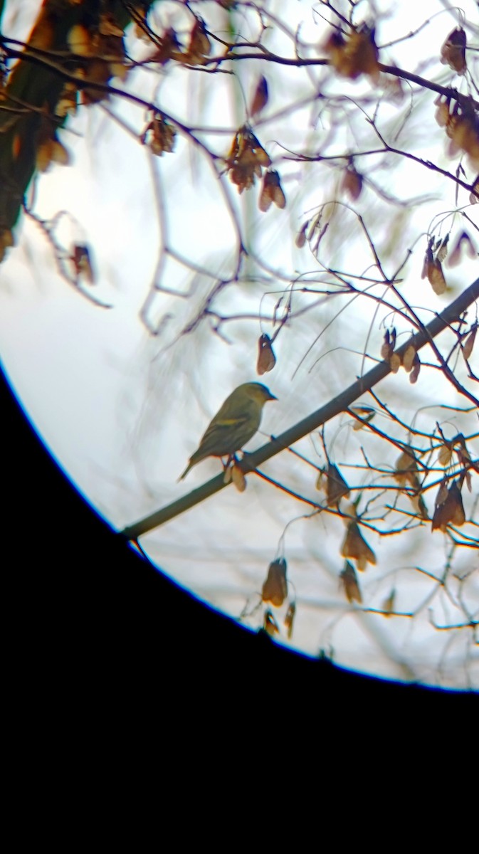 Eurasian Siskin - ML646751449