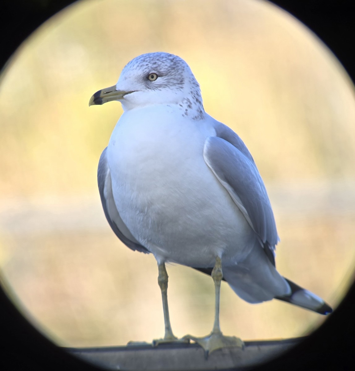 Ring-billed Gull - ML646751462