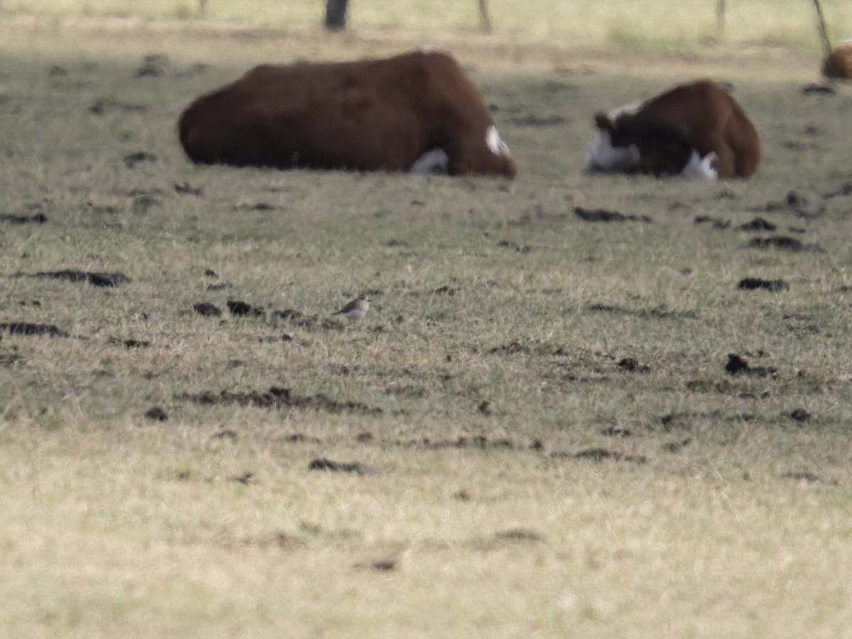 Oriental Plover - ML646751463