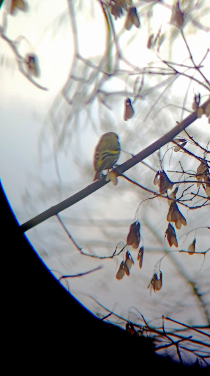 Eurasian Siskin - ML646751464