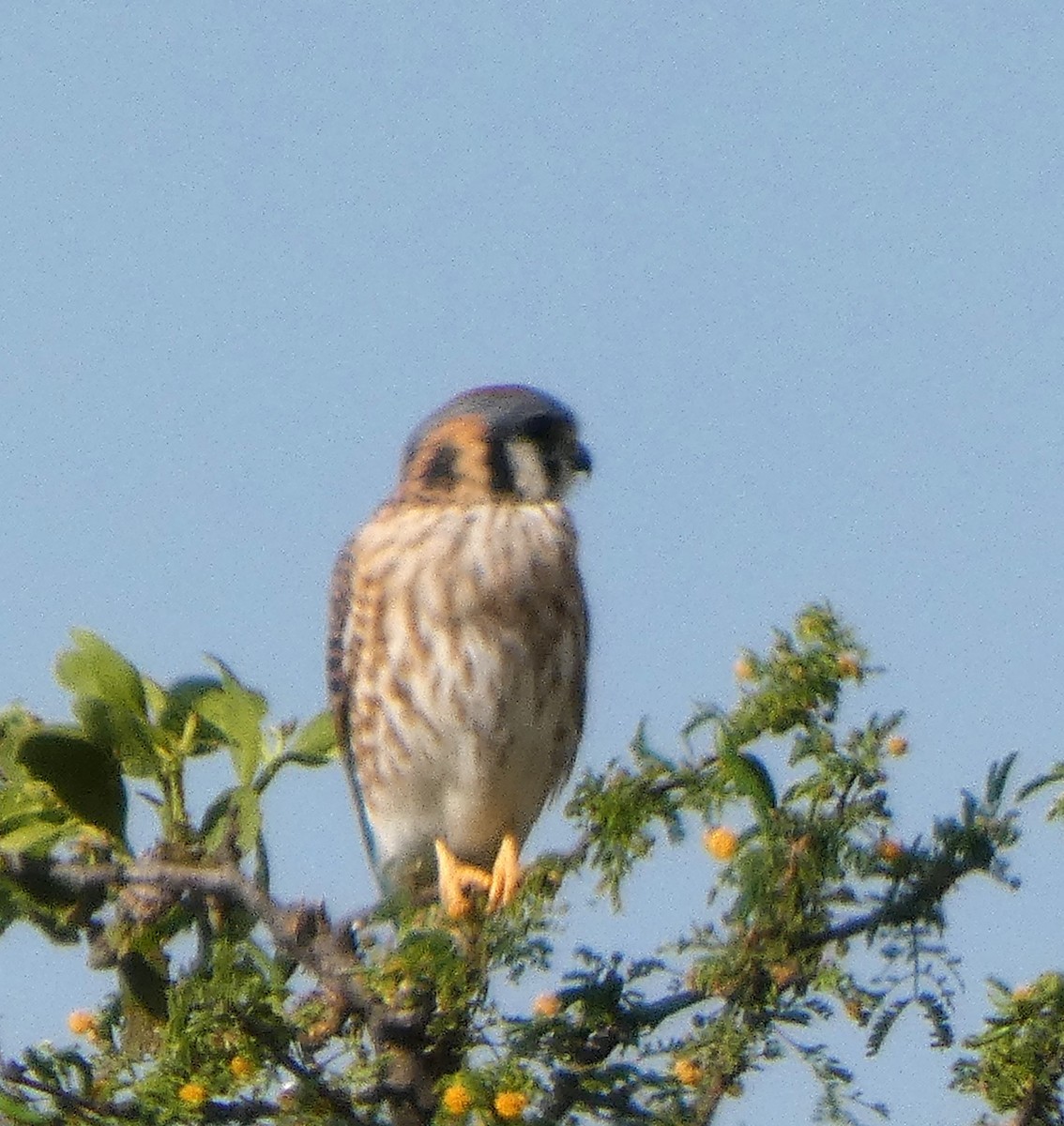 Воробьиная пустельга - ML646751465