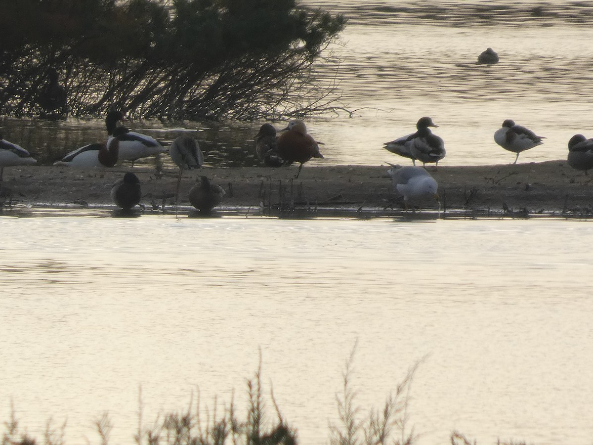 Paita gorrizta - ML646751466