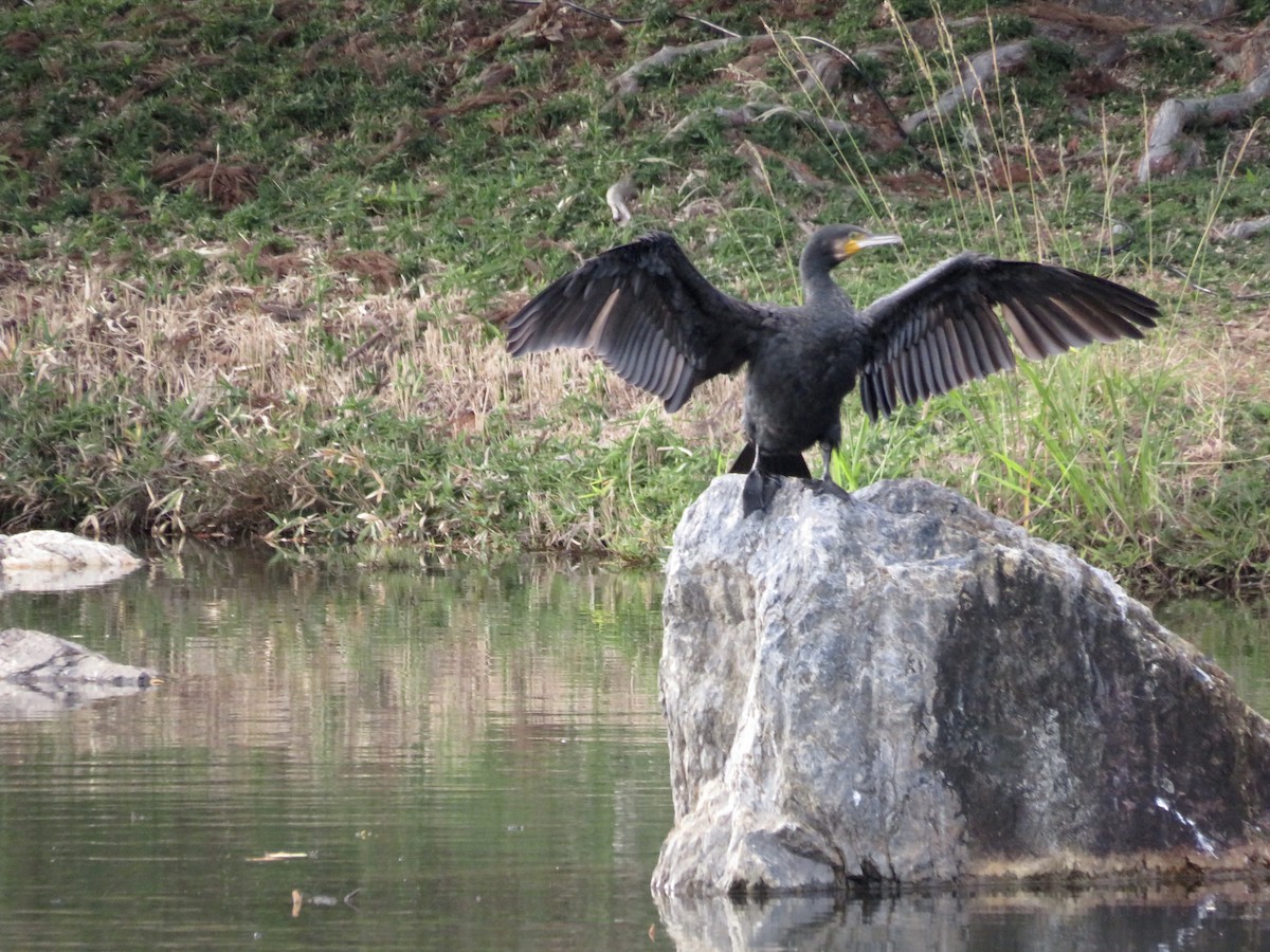 鸕鷀 - ML646751467