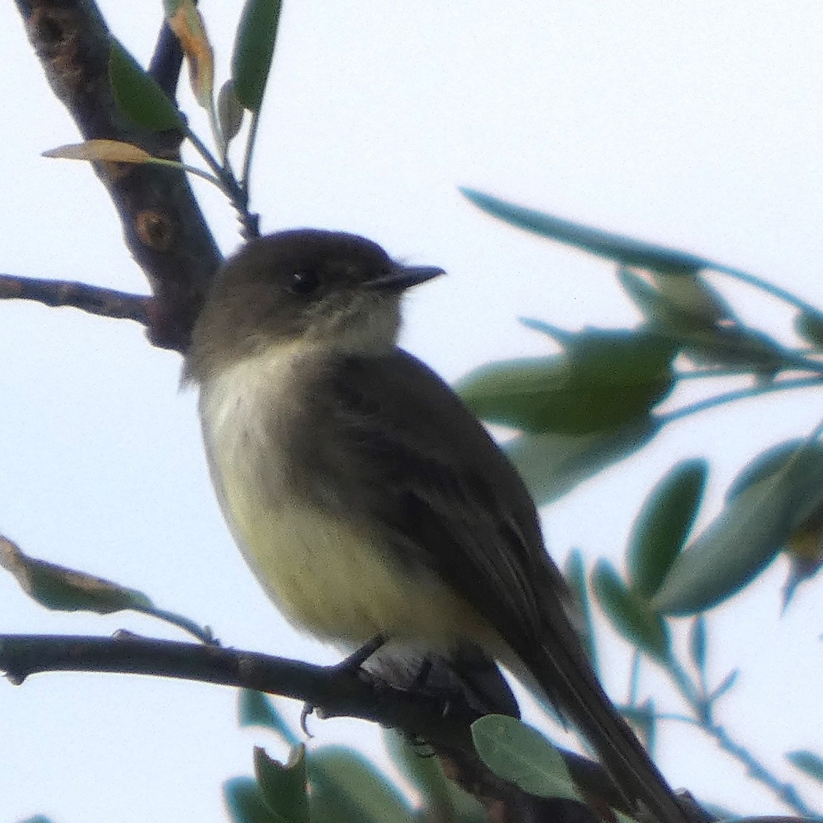 Светлобрюхий фиби - ML646751470