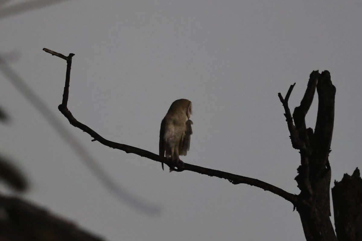 Eastern Barn Owl - ML646751473