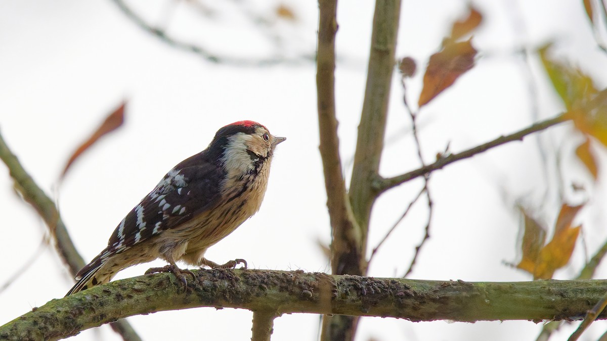 Picchio rosso minore - ML646751477