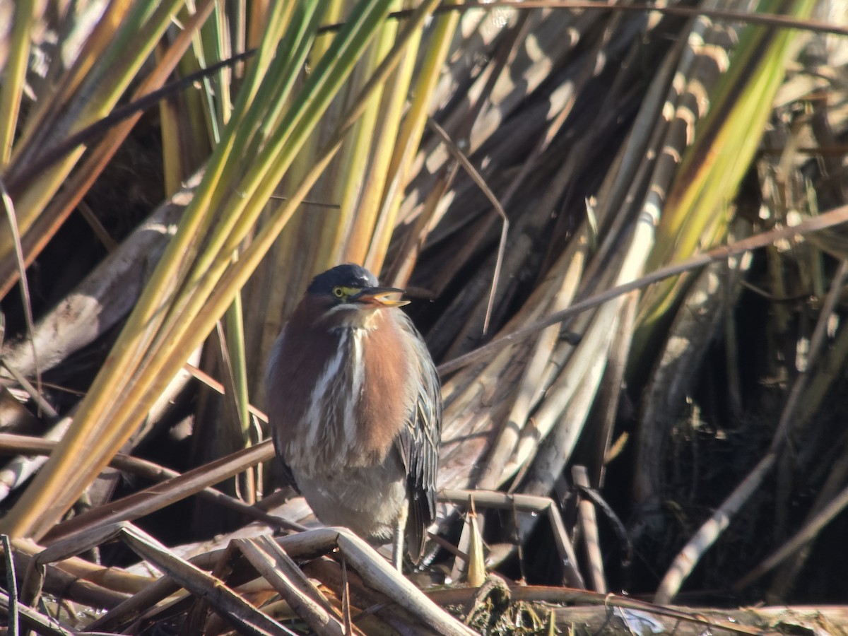 Green Heron - ML646751478