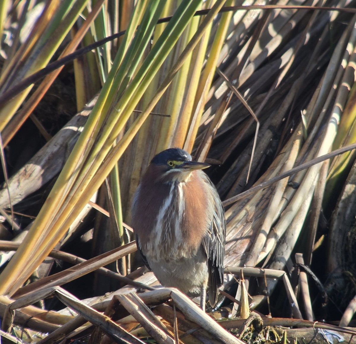 Green Heron - ML646751479