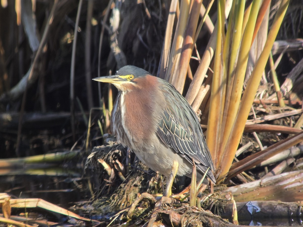 Green Heron - ML646751480
