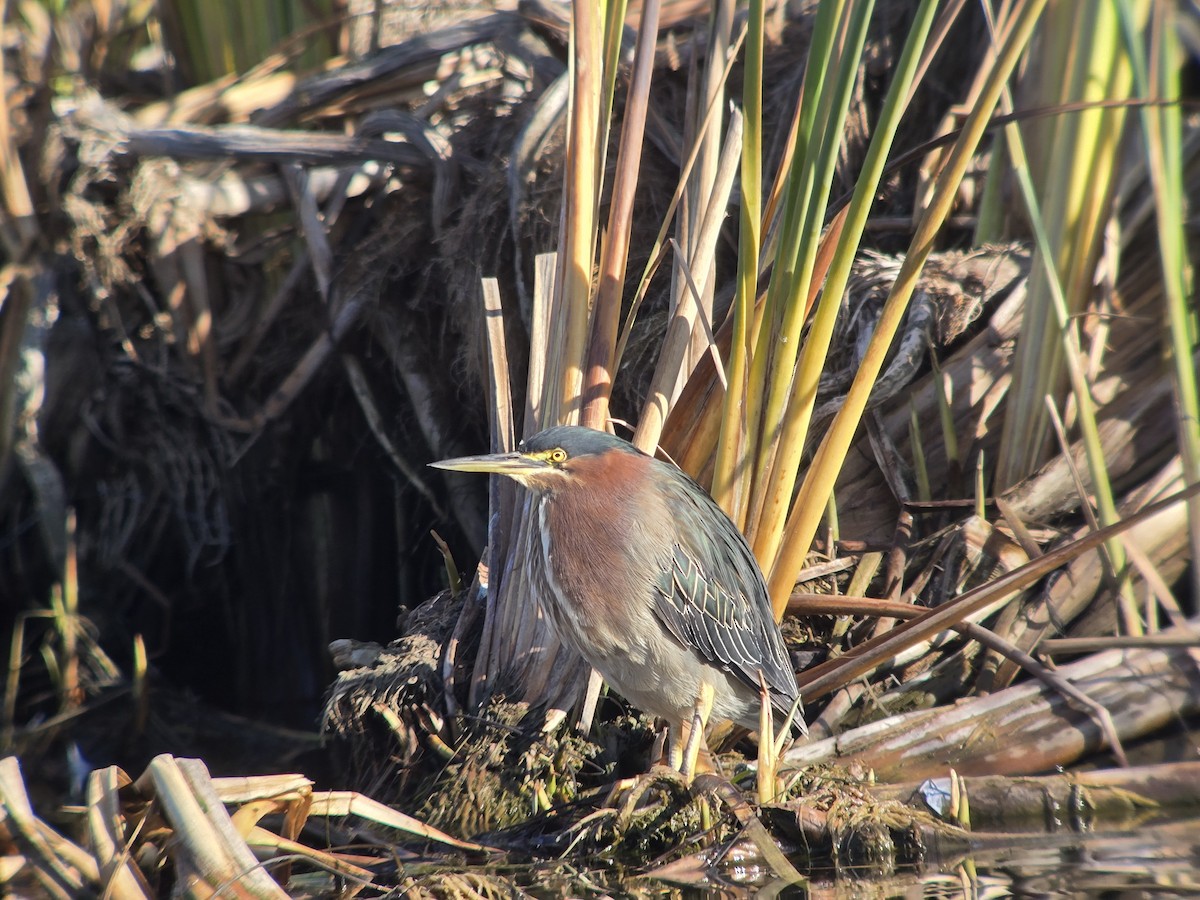 Green Heron - ML646751481