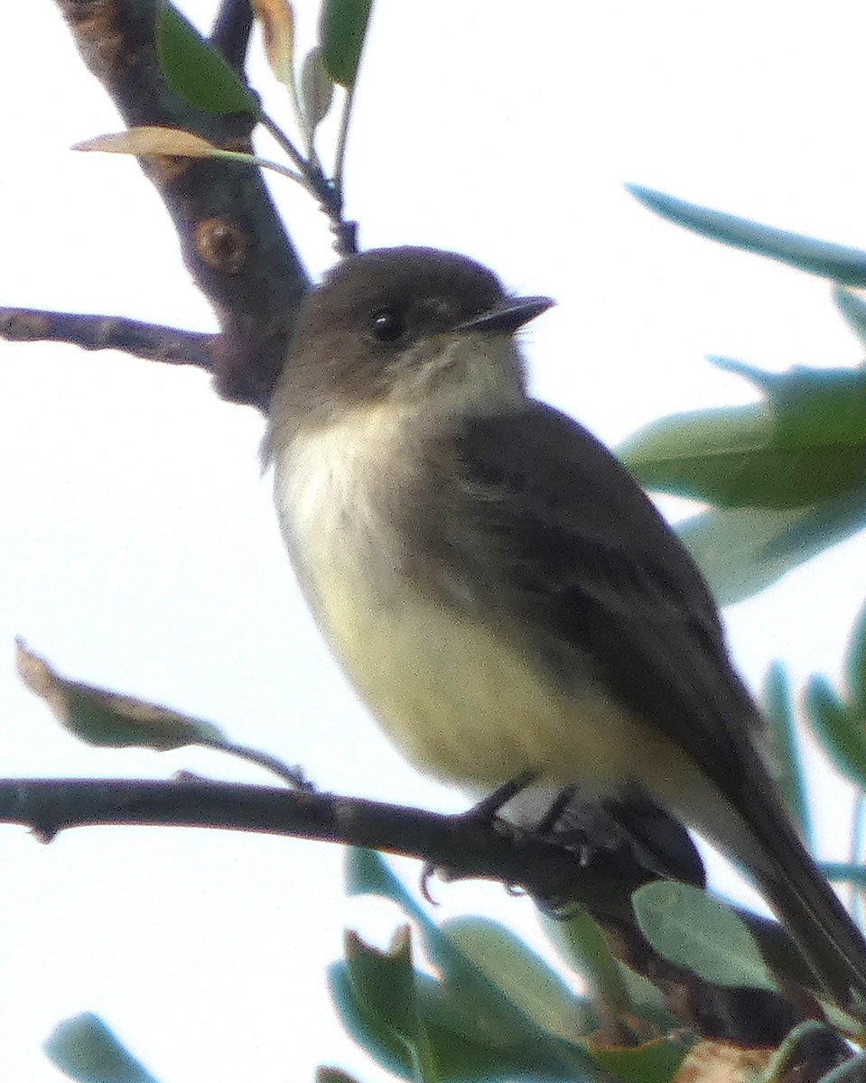 Светлобрюхий фиби - ML646751488