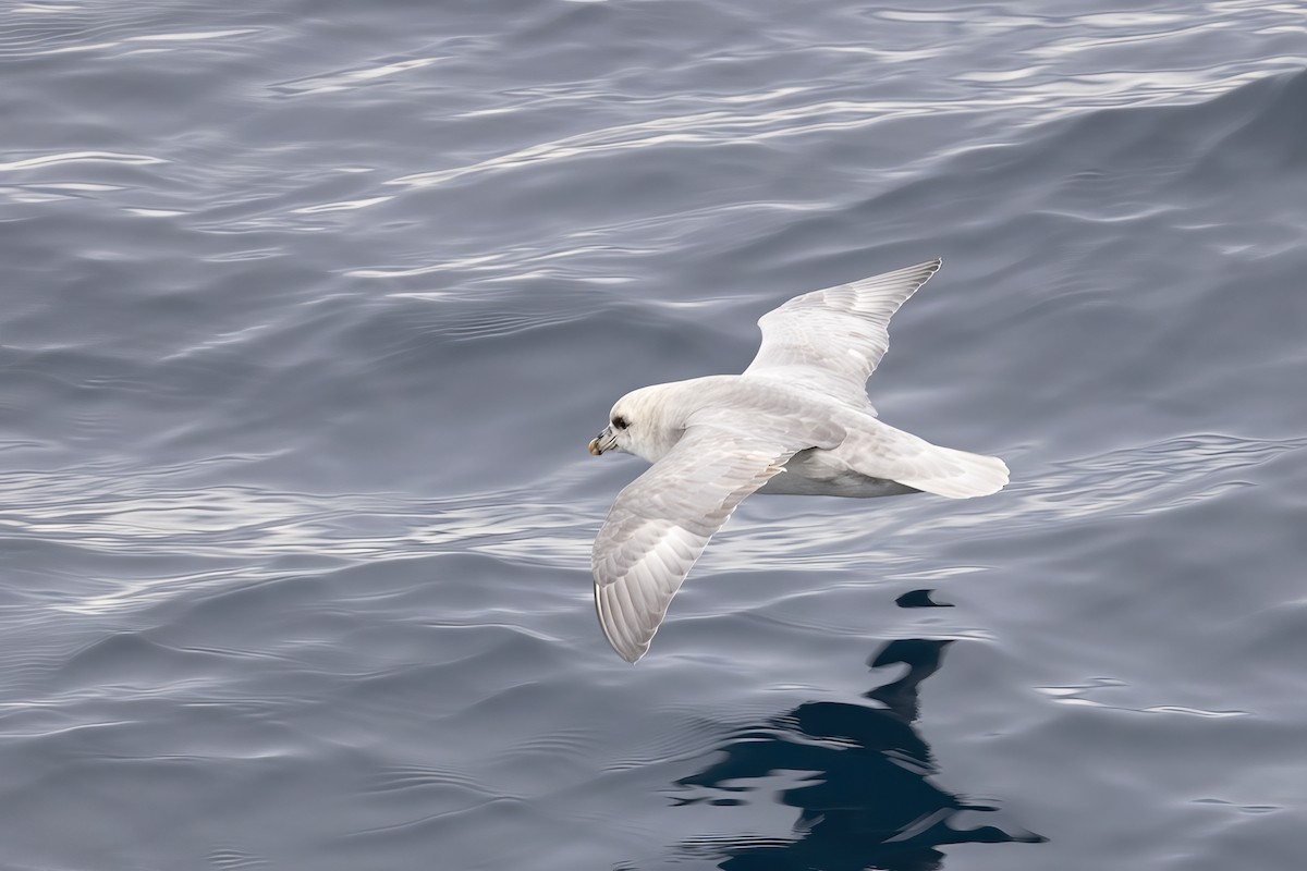 フルマカモメ - ML646751494