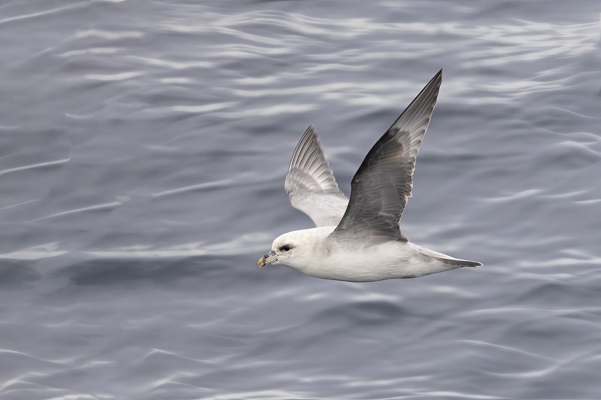 フルマカモメ - ML646751495