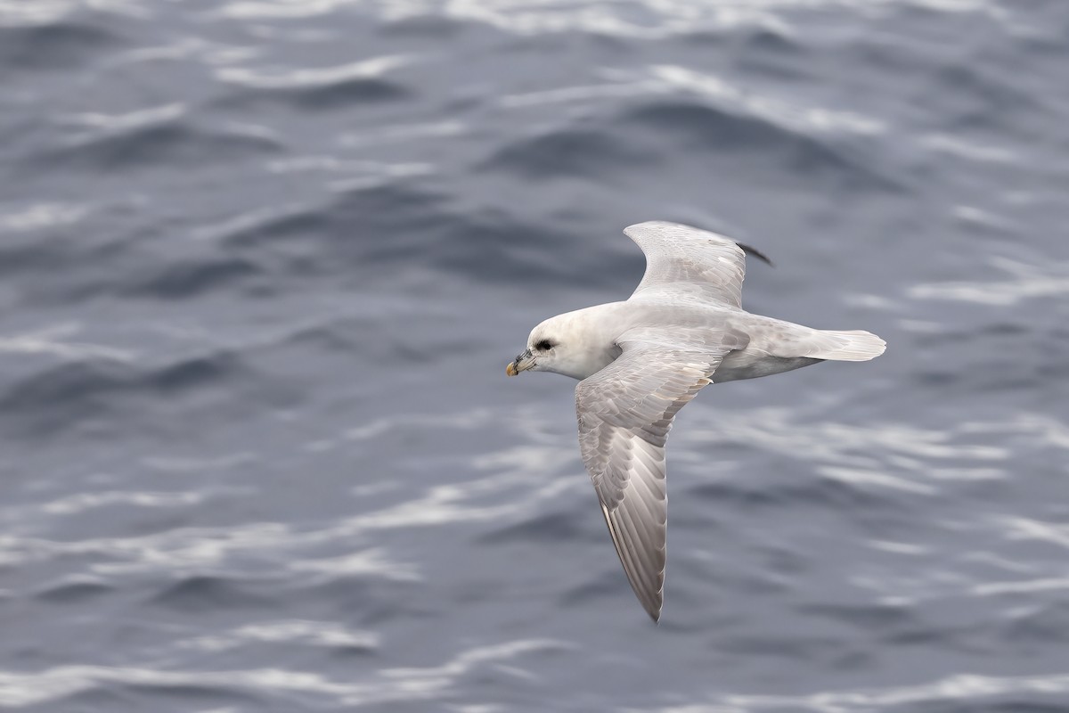 フルマカモメ - ML646751496