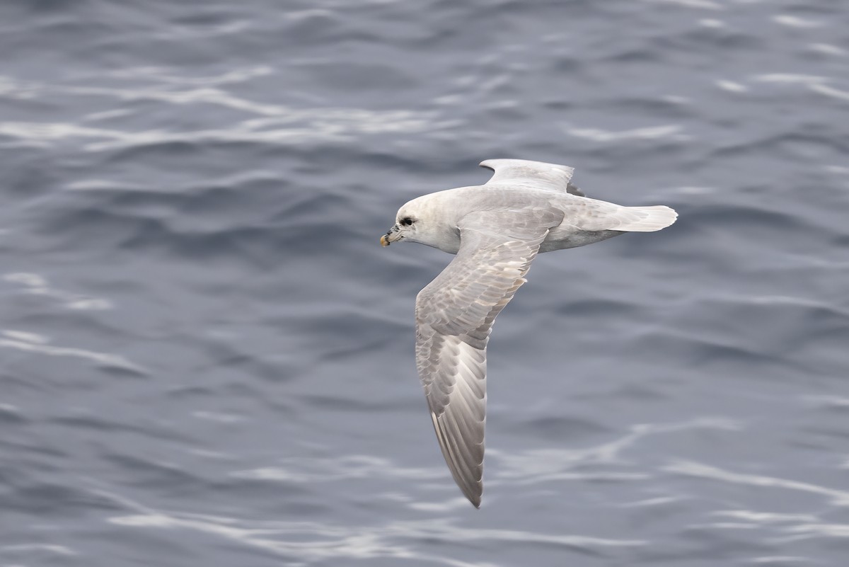 フルマカモメ - ML646751497