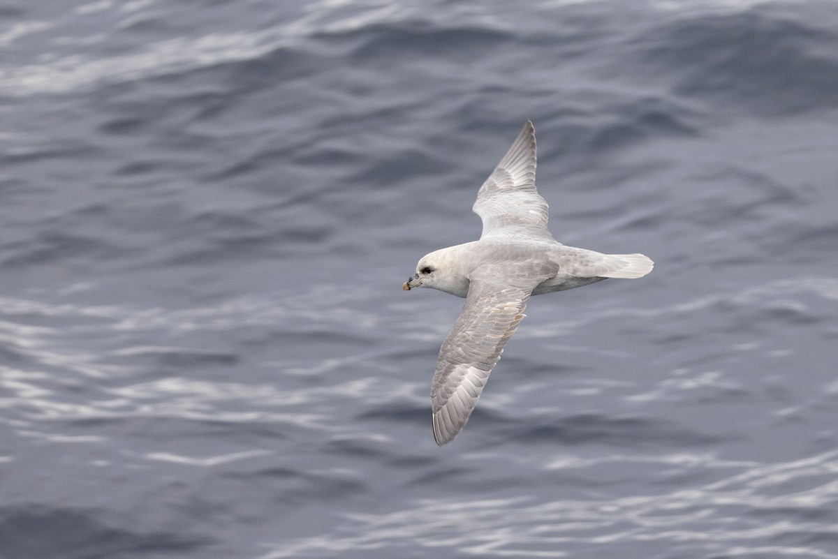 フルマカモメ - ML646751498