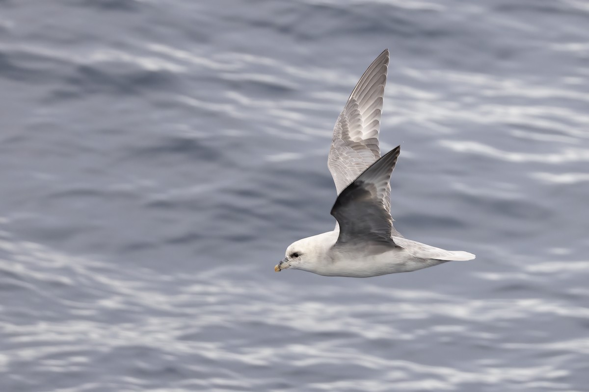 フルマカモメ - ML646751499