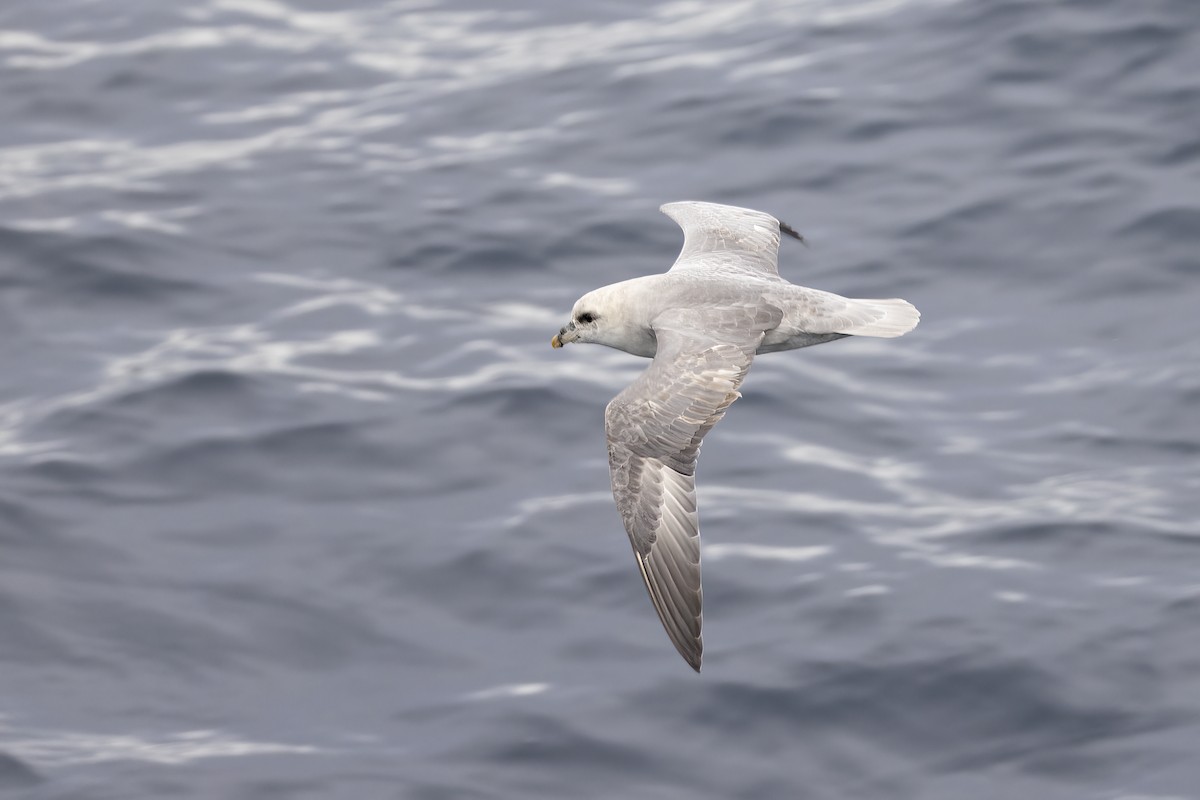 フルマカモメ - ML646751500