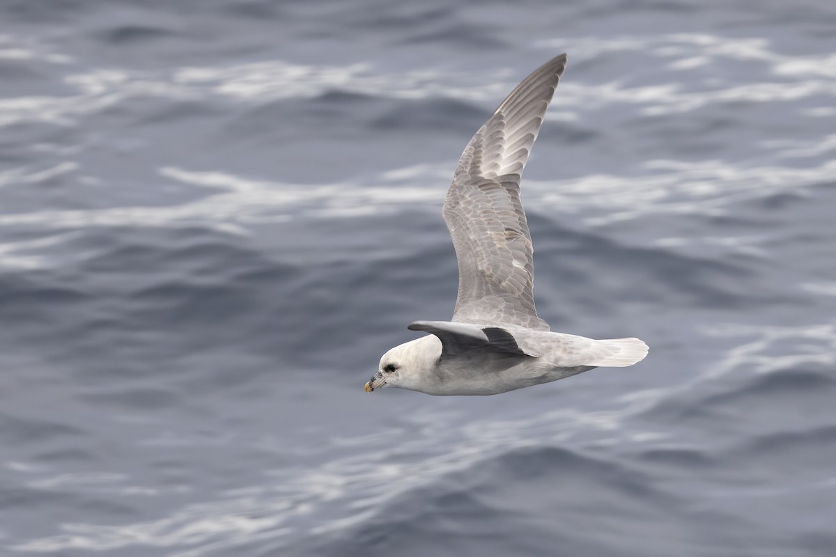 フルマカモメ - ML646751502