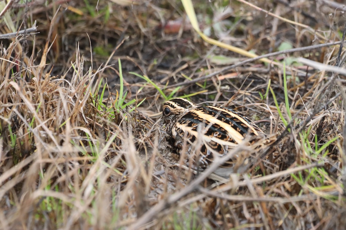 Jack Snipe - ML646751503