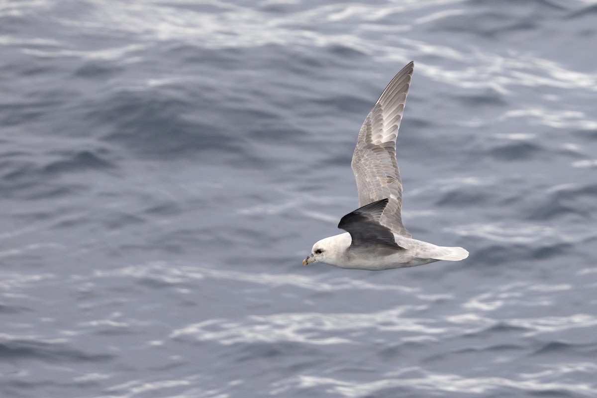 フルマカモメ - ML646751504