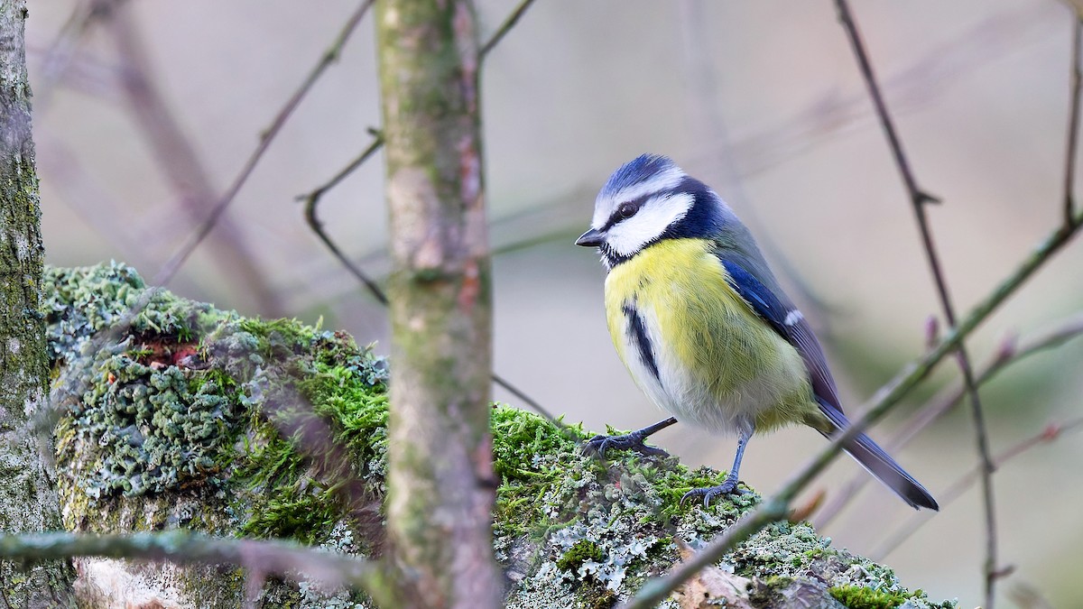 Eurasian Blue Tit - ML646751508