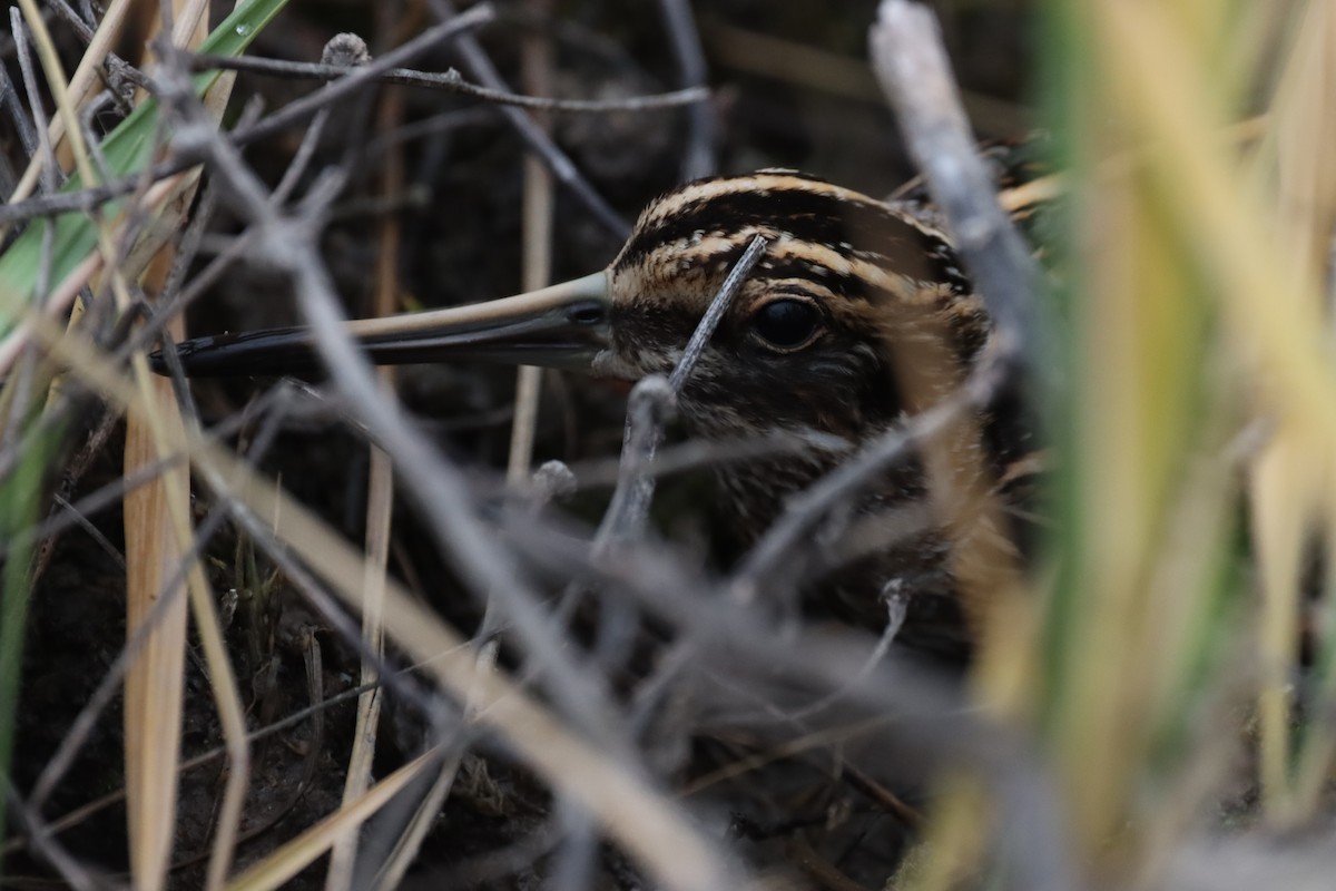 Jack Snipe - ML646751509