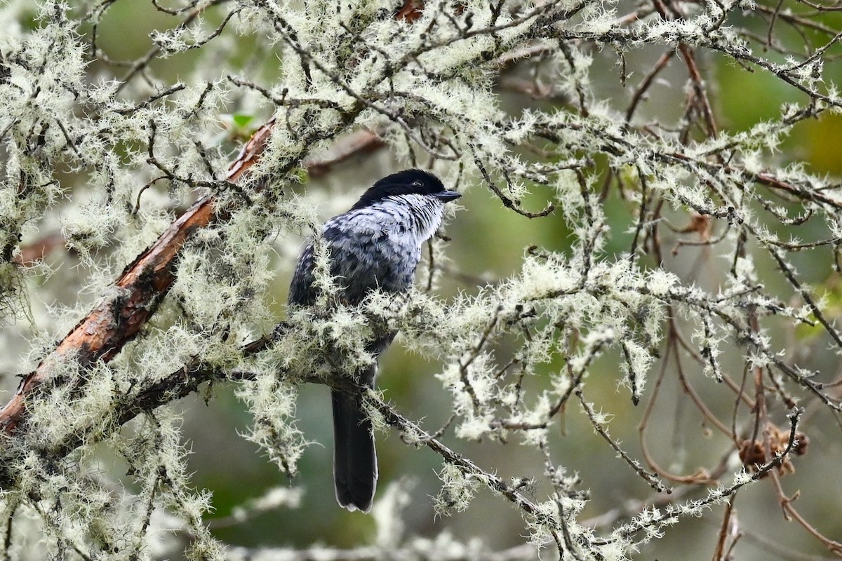 Black-backed Bush Tanager - ML646751516