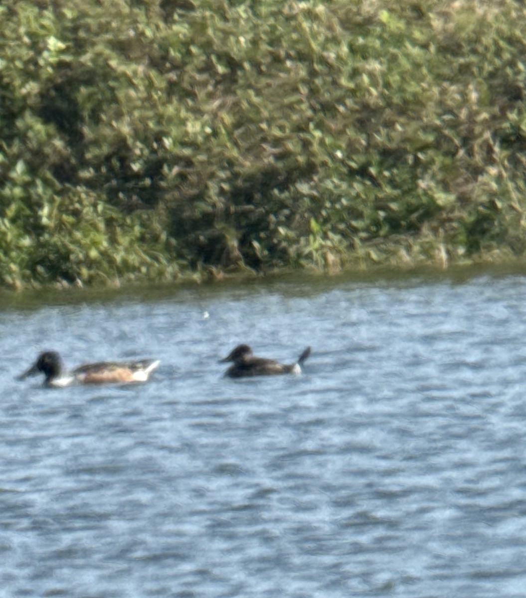 Ruddy Duck - ML646751518