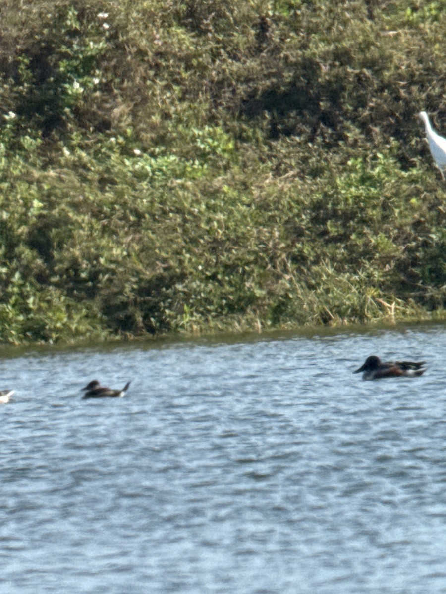 Ruddy Duck - ML646751519