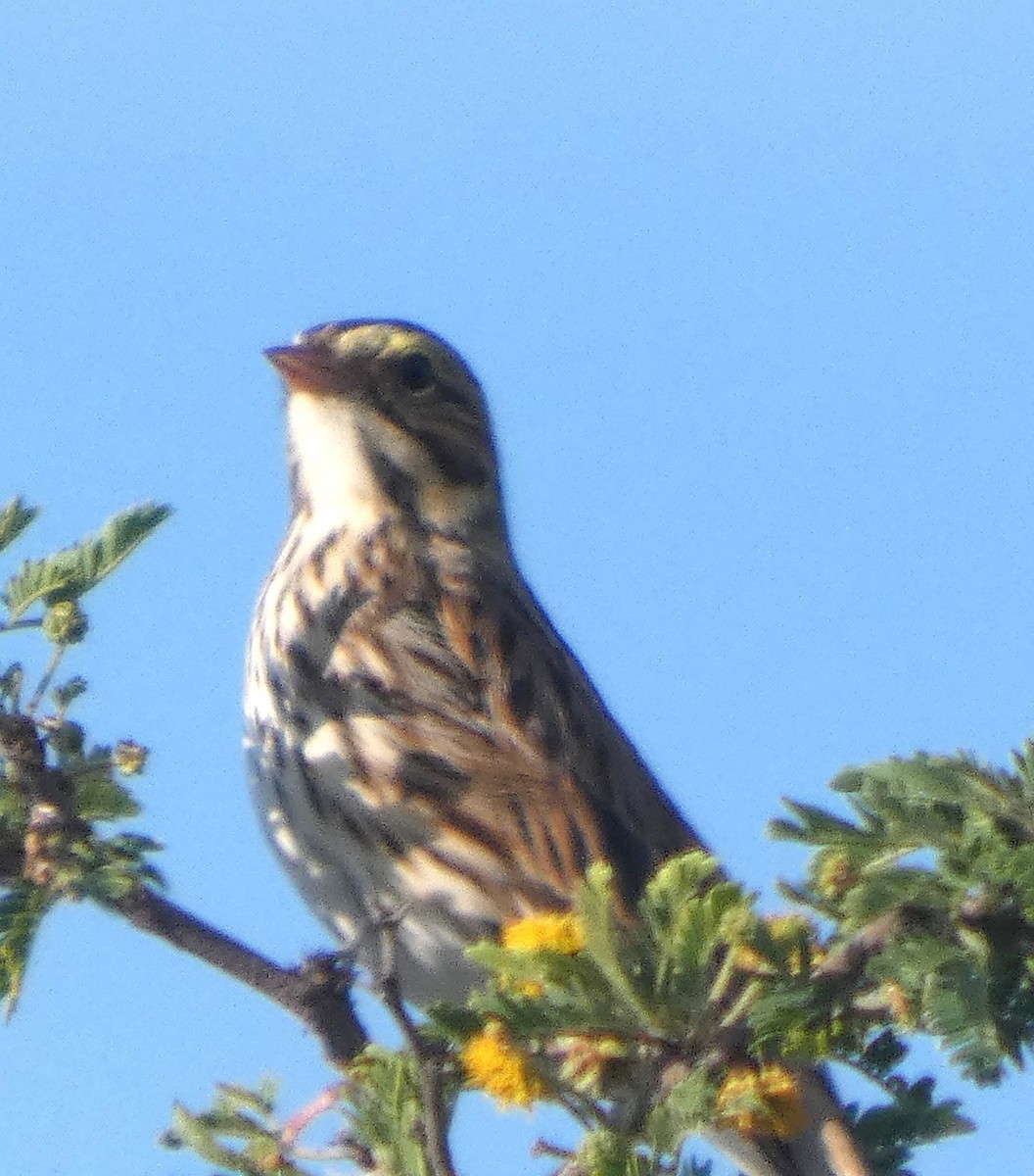 Savannah Sparrow - ML646751522