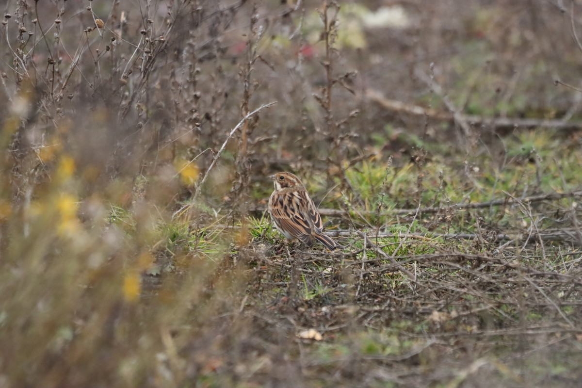 Цагаан хүзүүт хөмрөг - ML646751523