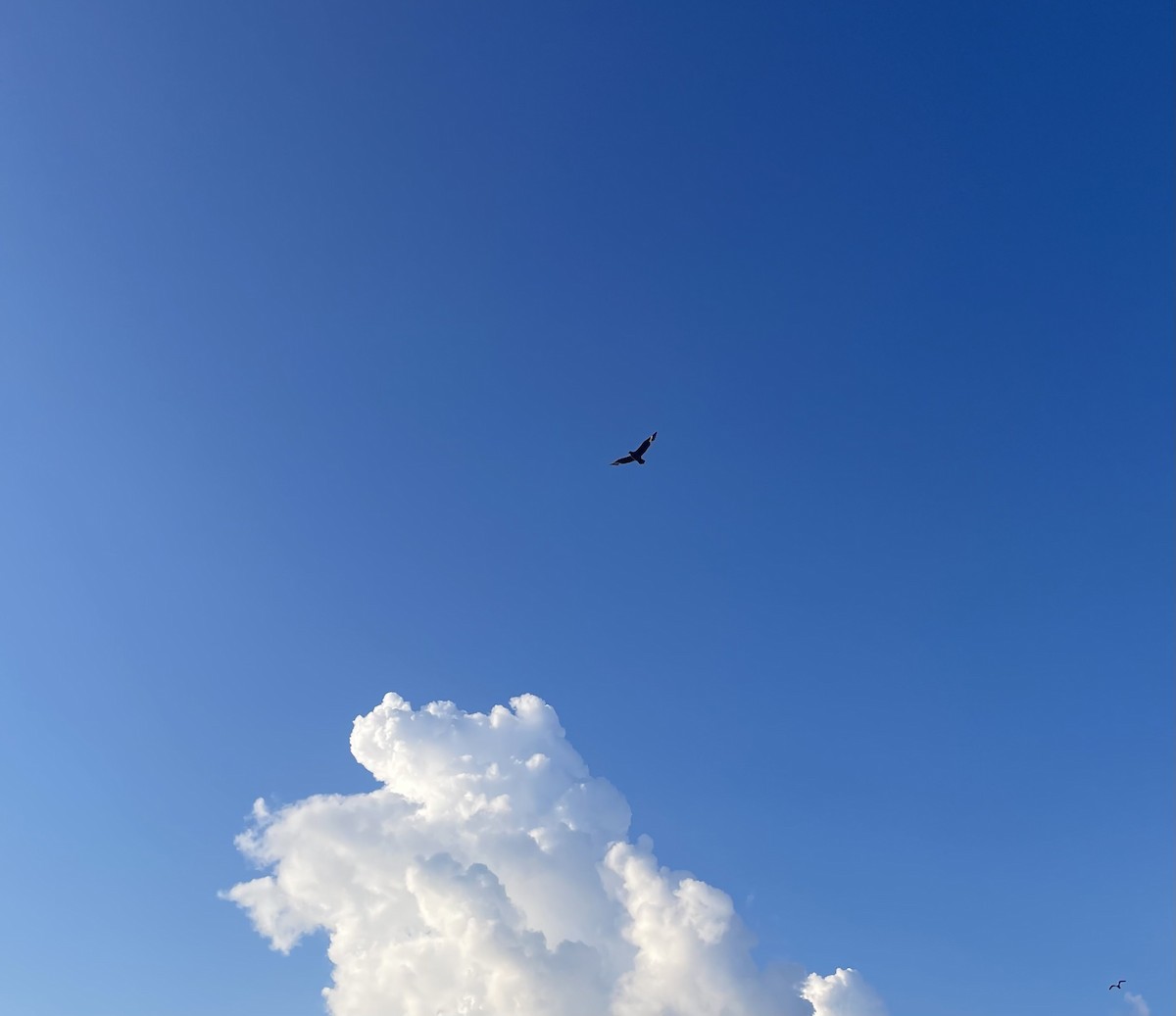 Южнополярный поморник - ML646751525