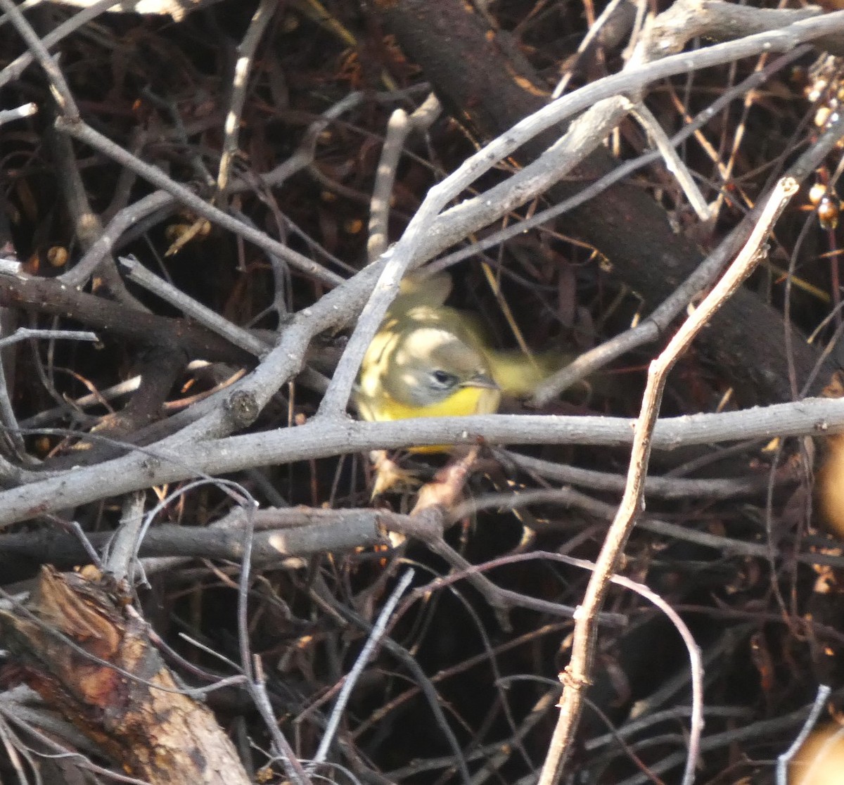 Северная желтогрудка - ML646751526