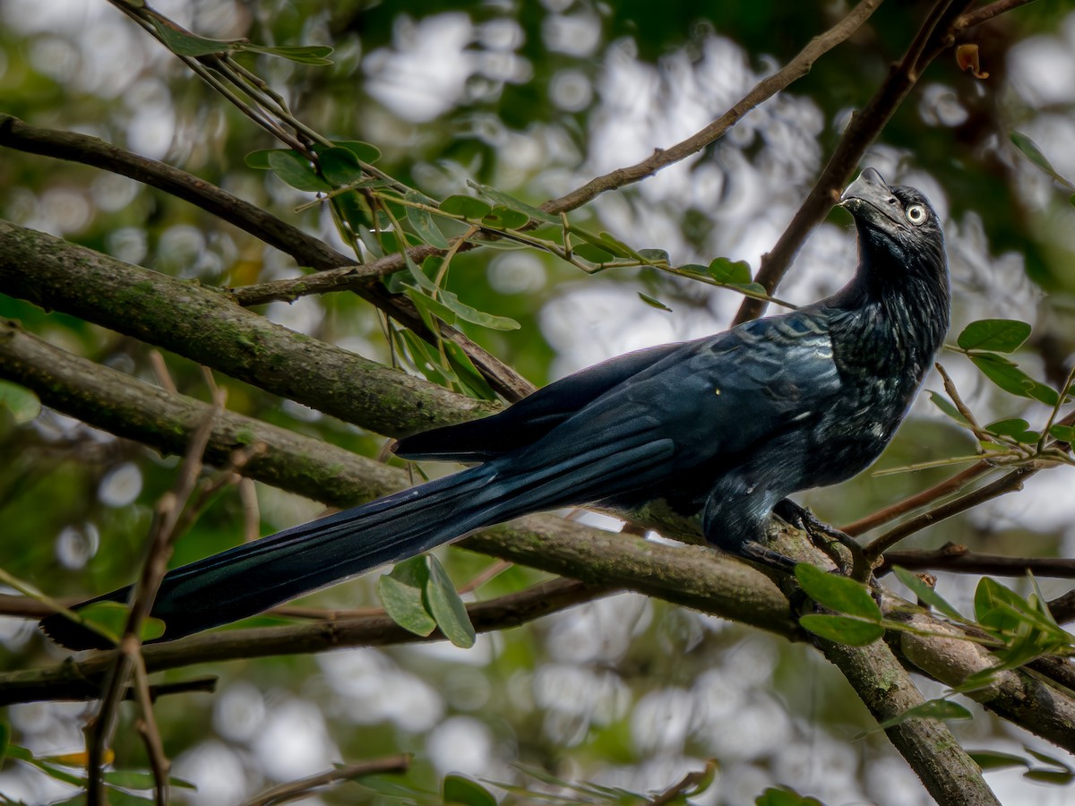 Greater Ani - ML646751527