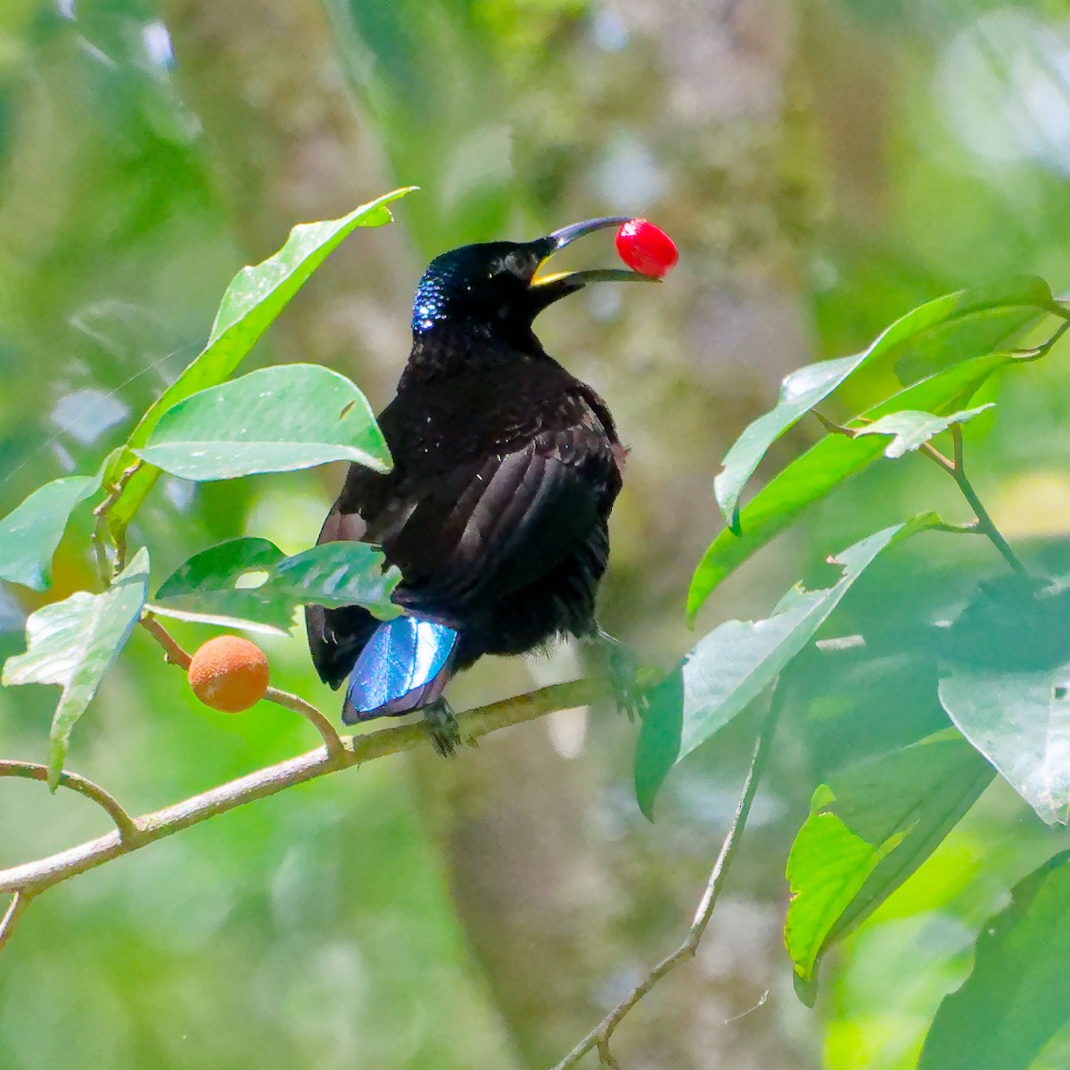 Victoria's Riflebird - ML646751529