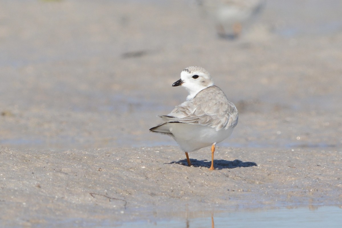 pipelo - ML646751530